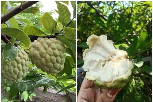 Từng bị 'chê lên chê xuống', na bở 200.000 đồng/kg vẫn đắt hàng