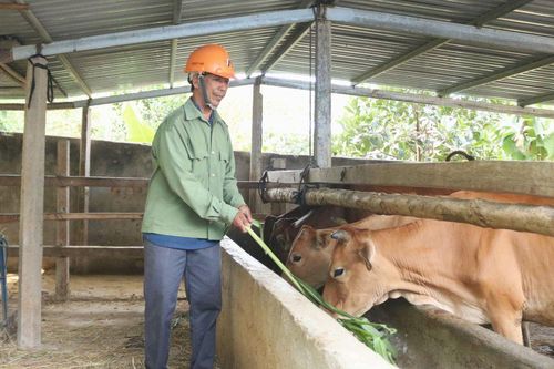 Phát triển chăn nuôi gia súc ở vùng đồng bào dân tộc thiểu số để thoát nghèo