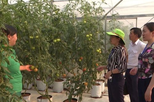 Điện Biên nỗ lực đẩy mạnh xây dựng chuỗi cung ứng sản phẩm an toàn