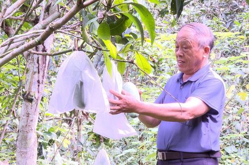 Phát huy vai trò của đảng viên ở Đề Chia A trong phát triển kinh tế