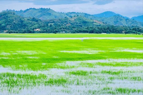 Gần 1.200 ha lúa, hoa màu ở Đắk Lắk chìm ngập, nguy cơ mất trắng