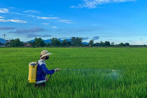 Nắng mưa đan xen, lo phòng sâu, bệnh 'tấn công' lúa hè thu
