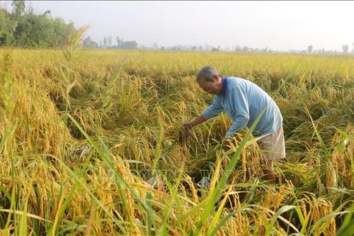 Sóc Trăng: Thu hoạch lúa Hè Thu đầu vụ gặp khó do mưa dông