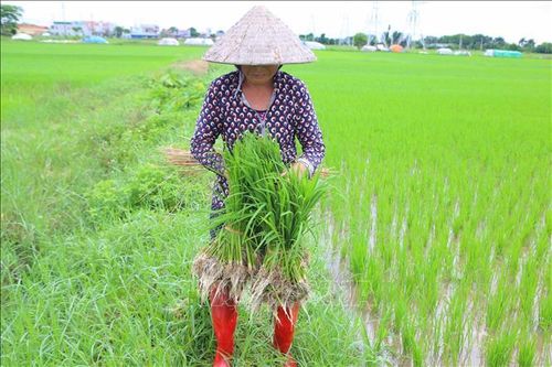Các địa phương tập trung tiêu nước, chống úng bảo vệ diện tích cây trồng