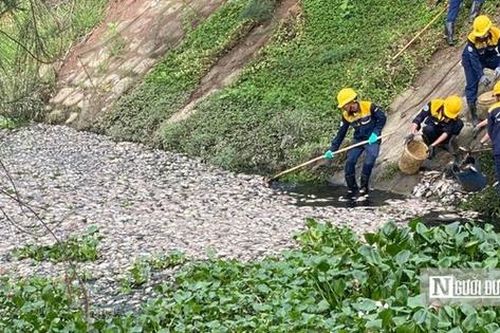 Đà Nẵng: Truy tìm nguyên nhân khiến 10 tấn cá chết sau mưa
