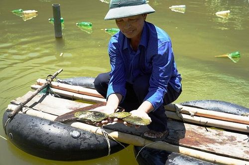 Lão nông thu hàng trăm triệu đồng nhờ nuôi con vỏ cứng có ngọc, phụ nữ thích mê