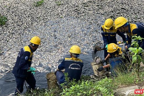 Tìm nguyên nhân cá chết trắng hồ ở Đà Nẵng