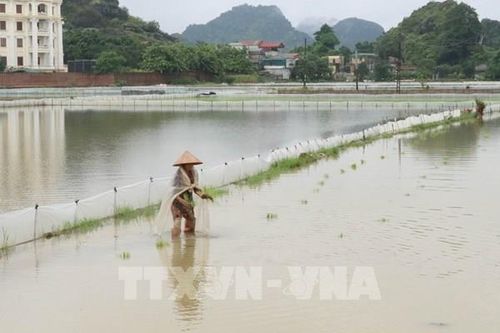 Trên 23.000 ha cây trồng vẫn bị ngập úng