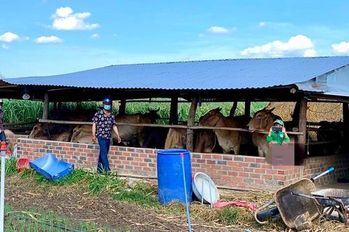 Đak Đoa: Triển khai các giải pháp phòng-chống dịch bệnh động vật