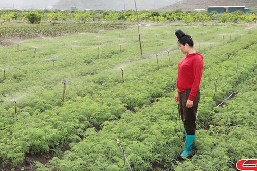 Phụ nữ Mai Sơn tích cực phát triển kinh tế
