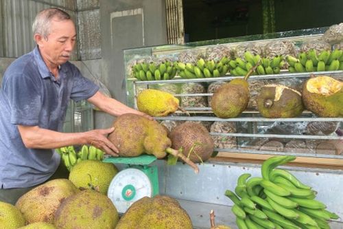 Hối hả vụ mít