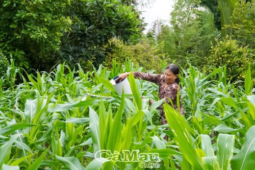 Canh tác trên đất mặn