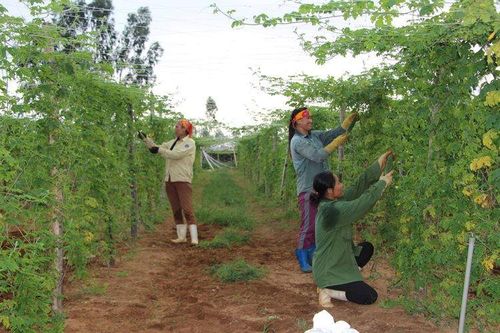 Sắp xếp lại Quỹ Hỗ trợ phát triển hợp tác xã tỉnh Nghệ An