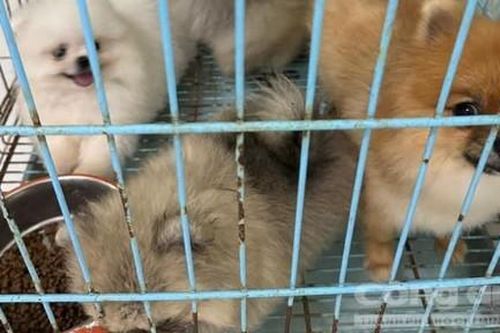 Năm con chó cảnh đắt tiền 'biến mất', công an nhanh chóng bắt được thủ phạm