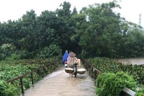 Quốc Oai: Hơn 1.350ha lúa mùa bị ngập úng, 5 điểm sạt lở đê điều