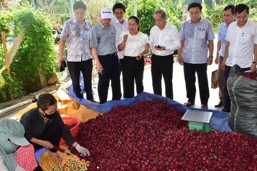 Liên kết sản xuất và tiêu thụ sản phẩm có giá trị cao từ cây atiso đỏ