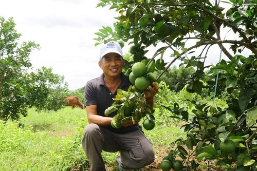 Mô hình chăn nuôi kết hợp 'đẻ trứng vàng' của cựu binh Quảng Bình