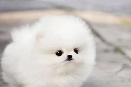 Bắt hai đối tượng trộm đàn thú cưng giá trị lớn