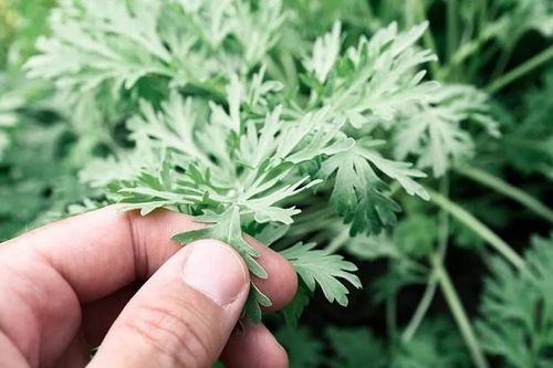 Loại cây mọc dại góc vườn được mệnh danh 'vua' thảo dược