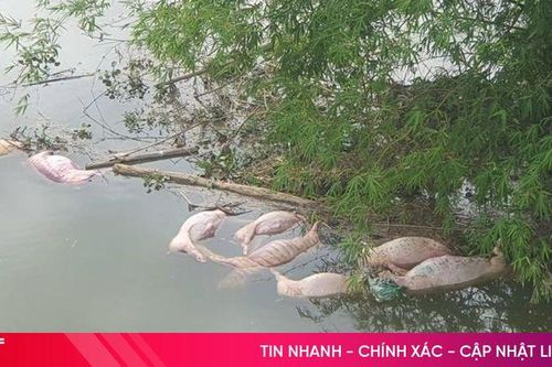 Xử phạt đối tượng vứt lợn chết xuống sông Ngàn Trươi