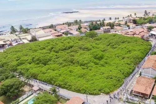Cây điều lớn nhất thế giới bao phủ diện tích hơn 8.000 m2