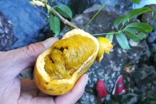 Bí ẩn đặc sản rừng hình thù như đu đủ, vị lại ngọt như chuối, giá gần 100.000đ/kg