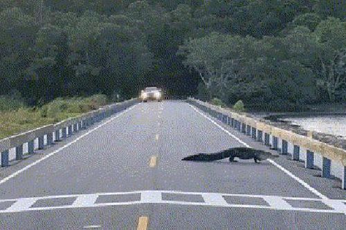 Clip: Kinh ngạc cá sấu nằm giữa đường, gây cản trở giao thông