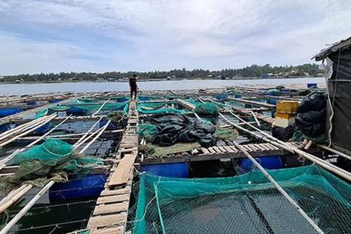 Nuôi tôm hùm, một xã ven biển thu về 242 tỷ đồng/6 tháng