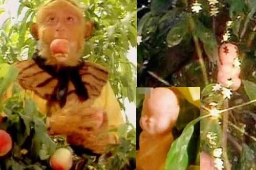 Tây Du Ký: Đào tiên và nhân sâm quả nào tốt hơn? Đáp án có trong câu nói của Thổ Địa