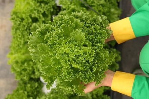 Rau củ sạch Việt Nam được người tiêu dùng thế giới ưa chuộng