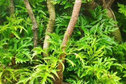 Loại cây mọc đầy ở vườn không mấy ai để ý nhưng lại là 'nhân sâm của người nghèo'