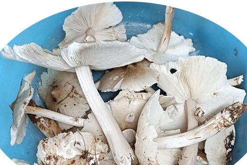Lộc của ngày mưa
