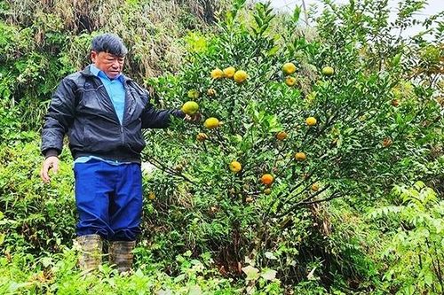 Trong mây Vân Sơn - Kỳ 2: Phục tráng quýt cổ Nam Sơn