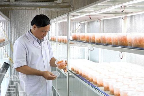 Nuôi trồng nấm đông trùng hạ thảo: Hướng đi mới cho người dân