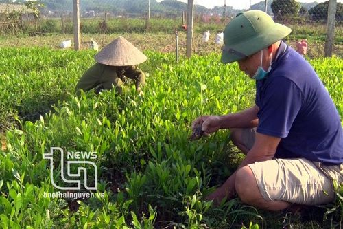 Phú Lương: Trên 5.100ha rừng được cấp Chứng chỉ FSC