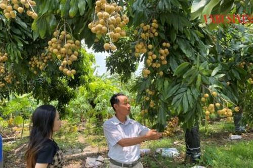 Nhãn GAP vừa sai vừa ngọt, nông dân Hưng Yên chờ mùa 'hái ra tiền'