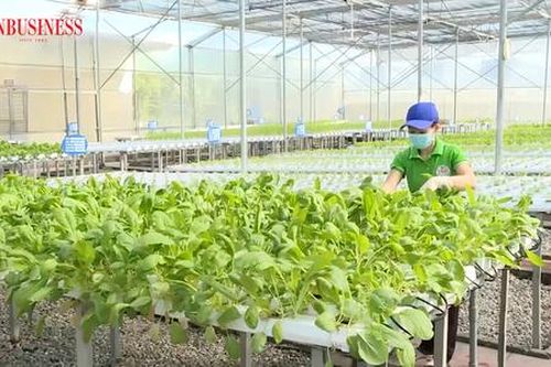 Đua khởi nghiệp làm giàu, thu tiền tỷ từ nông nghiệp sạch trên vùng 'đất mỏ'