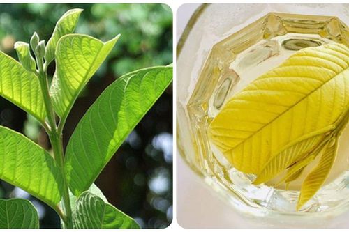 Có nên uống nước lá ổi hàng ngày?