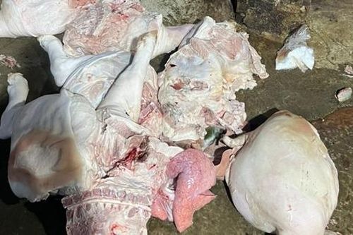 Cận cảnh 2 cơ sở giết mổ động vật trái phép, không đảm bảo vệ sinh thú y, thịt lợn bày la liệt dưới nền đất bẩn