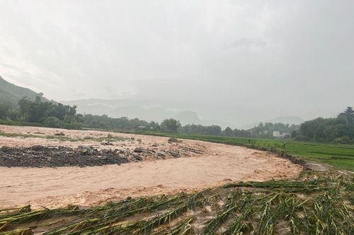 Hơn 39 nghìn ha cây trồng bị ngập úng do mưa lớn