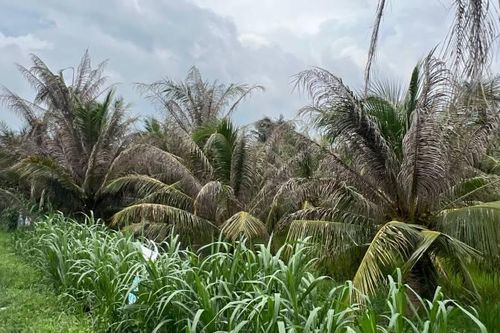 Khẩn trương phòng trừ sâu đầu đen gây hại vườn dừa