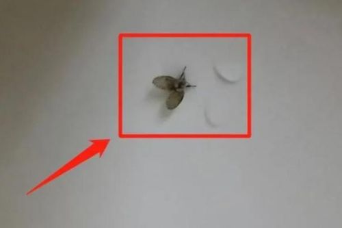 Trung Quốc: Mất một mắt vì đập ruồi đậu trên mặt