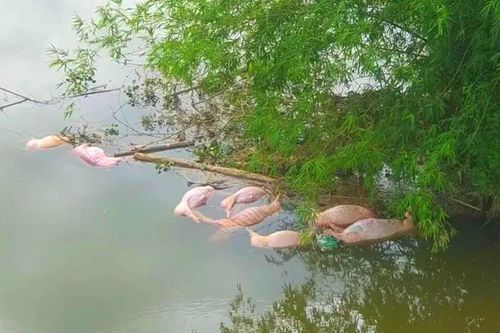 Xử phạt người đàn ông vứt lợn chết xuống sông