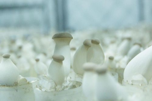 Nấm WinEco 'ghi điểm' với quy trình sản xuất công nghệ cao