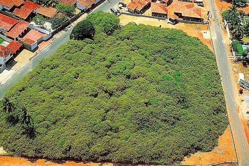 Bao phủ diện tích hơn 8.000m2, cây điều lớn nhất thế giới gây choáng ngợp