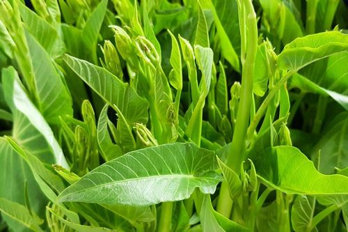 Ba không khi ăn rau muống