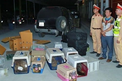 Xử lý nghiêm tội phạm buôn bán trái phép động vật hoang dã - Cần chế tài đủ mạnh