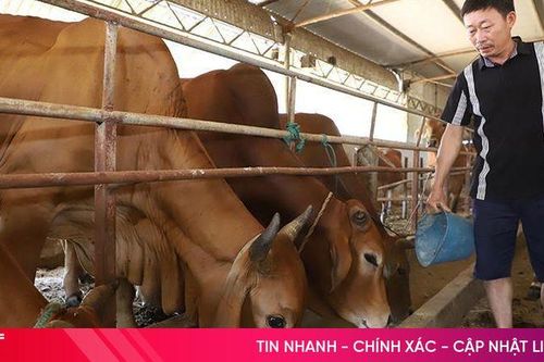 TP Hà Tĩnh đề xuất khu vực không được phép chăn nuôi