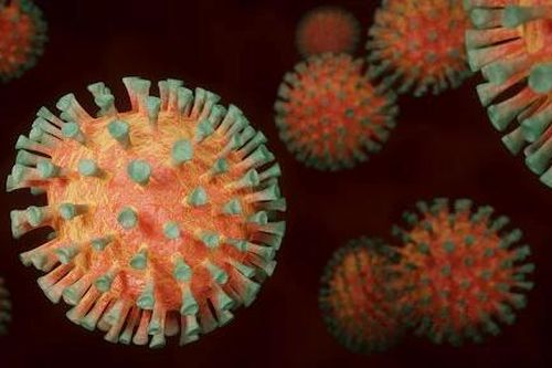 Ca tử vong đầu tiên trên thế giới do virus Oropouche