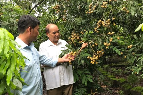 Hải Dương: Người dân vùng trồng nhãn Chí Linh thiệt hại do mất mùa